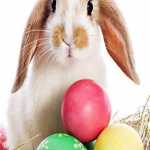 easter-bunny-v2