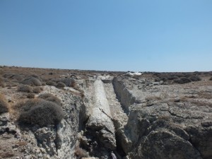 ΝΗΣΙΩΠΗ-Απολιθωμένος Κορμός Σεκόιας μήκους 17,20 μ s