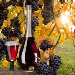 «Σώζεται» το ελληνικό κρασί από το ρωσικό εμπάργκο