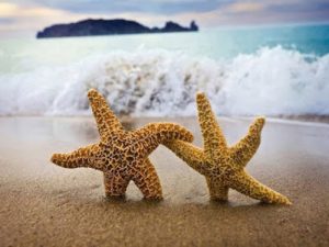sea-shell-starfish