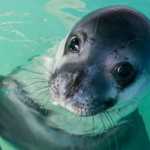 Griekenland.net adopts Monk seal Little Bill