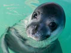 Griekenland.net adopts Monk seal Little Bill