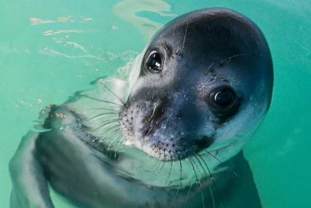 Griekenland.net adopts Monk seal Little Bill