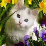Cat-Flowers-Wallpaper-cats-36915300-500-375