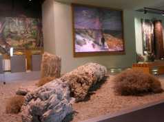 Μουσείο Φυσικής Ιστορίας Απολιθωμένου Δάσους Λέσβου
