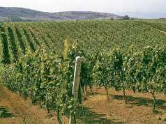 FedHATTA: Εκδήλωση ενημέρωσης για τα ονομαστά κρασιά της Νάουσας