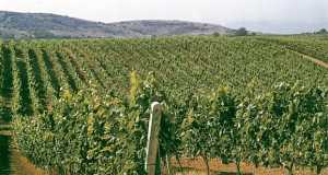 FedHATTA: Εκδήλωση ενημέρωσης για τα ονομαστά κρασιά της Νάουσας