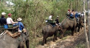 Tourist Advice: Elephant rides considered ‘Unacceptable’