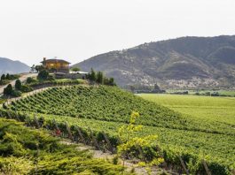 World’s Biggest Conference on Wine Tourism Celebrates: Rural Transformation and Jobs