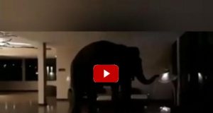 Ελέφαντας περιπλανάτε ελεύθερος μέσα σε ξενοδοχείο Natta Kota