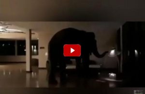 Ελέφαντας περιπλανάτε ελεύθερος μέσα σε ξενοδοχείο Natta Kota