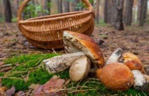 Κυνήγι άγριων μανιταριών & πεζοπορία - Μαίναλο Αρκαδίας
