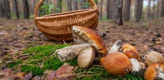 Κυνήγι άγριων μανιταριών & πεζοπορία - Μαίναλο Αρκαδίας