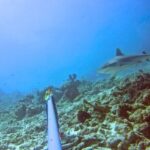 Marine Conservation_Shark Conservation