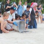 Marine Conservation_Turtle Release